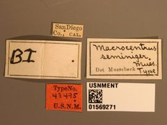 Macrocentrus seminiger by the Smithsonian. Used under a CC0 license.