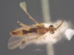 Meteorus archipsidis by the Smithsonian. Used under a CC0 license.