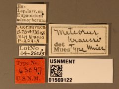 Meteorus kraussi by the Smithsonian. Used under a CC0 license.