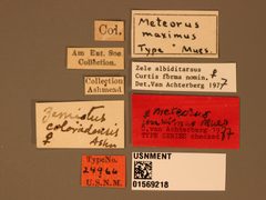 Meteorus maximus by the Smithsonian. Used under a CC0 license.