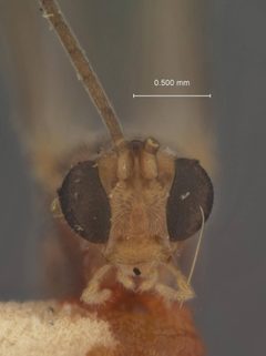 Meteorus nipponensis by the Smithsonian. Used under a CC0 license.