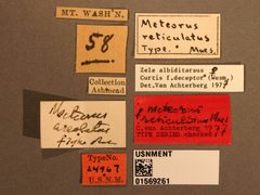 Meteorus reticulatus by the Smithsonian. Used under a CC0 license.