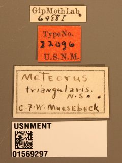 Meteorus triangularis by the Smithsonian. Used under a CC0 license.