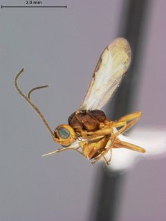 Microctonus amaraphagus by the Smithsonian. Used under a CC0 license.