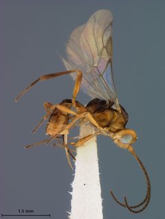 Microctonus berryi by the Smithsonian. Used under a CC0 license.