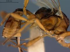 Microctonus berryi by the Smithsonian. Used under a CC0 license.