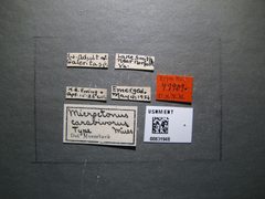 Microctonus carabivorus by the Smithsonian. Used under a CC0 license.