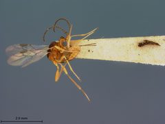 Microctonus carabivorus by the Smithsonian. Used under a CC0 license.