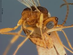 Microctonus carabivorus by the Smithsonian. Used under a CC0 license.