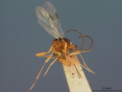 Microctonus carabivorus by the Smithsonian. Used under a CC0 license.