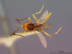 Microctonus carabivorus by the Smithsonian. Used under a CC0 license.