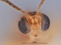Microctonus pachylobii by the Smithsonian. Used under a CC0 license.