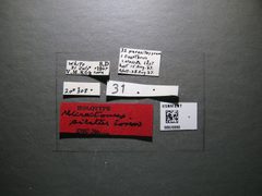 Microctonus pilatus by the Smithsonian. Used under a CC0 license.