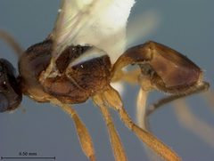 Microctonus pilatus by the Smithsonian. Used under a CC0 license.