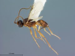 Microctonus pilatus by the Smithsonian. Used under a CC0 license.