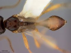 Microctonus pilatus by the Smithsonian. Used under a CC0 license.