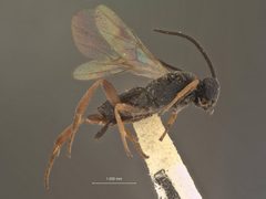 Microgaster femoralis by the Smithsonian. Used under a CC0 license.
