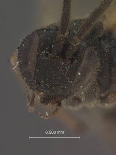 Microgaster femoralis by the Smithsonian. Used under a CC0 license.
