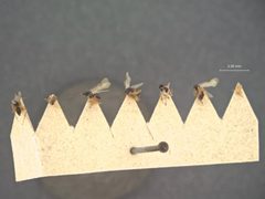 Microgaster militaris by the Smithsonian. Used under a CC0 license.