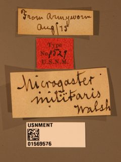 Microgaster militaris by the Smithsonian. Used under a CC0 license.