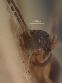Microgaster scopelosomae by the Smithsonian. Used under a CC0 license.