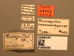 Microgaster swammerdamiae by the Smithsonian. Used under a CC0 license.