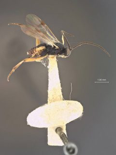 Microgaster swammerdamiae by the Smithsonian. Used under a CC0 license.