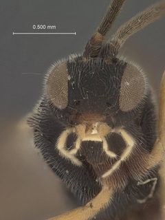 Microgaster swammerdamiae by the Smithsonian. Used under a CC0 license.