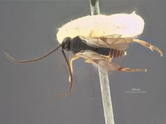 Microgaster swammerdamiae by the Smithsonian. Used under a CC0 license.
