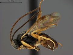 Microplitis hyphantriae by the Smithsonian. Used under a CC0 license.
