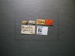 Microplitis hyphantriae by the Smithsonian. Used under a CC0 license.