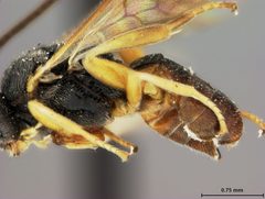 Microplitis hyphantriae by the Smithsonian. Used under a CC0 license.