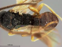 Microplitis hyphantriae by the Smithsonian. Used under a CC0 license.