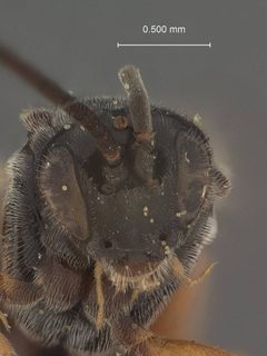 Microplitis longicauda by the Smithsonian. Used under a CC0 license.
