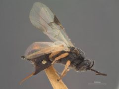 Microplitis longicauda by the Smithsonian. Used under a CC0 license.