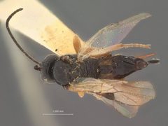 Microplitis longicauda by the Smithsonian. Used under a CC0 license.