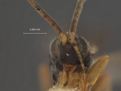 Microplitis varicolor by the Smithsonian. Used under a CC0 license.
