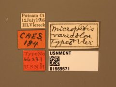 Microplitis varicolor by the Smithsonian. Used under a CC0 license.
