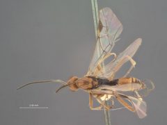 Microtypus dioryctrias by the Smithsonian. Used under a CC0 license.