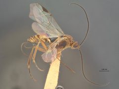 Microtypus dioryctrias by the Smithsonian. Used under a CC0 license.