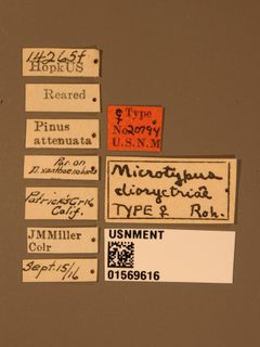 Microtypus dioryctrias by the Smithsonian. Used under a CC0 license.