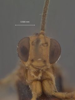 Microtypus dioryctrias by the Smithsonian. Used under a CC0 license.