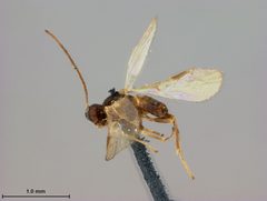 Mirax grapholithae by the Smithsonian. Used under a CC0 license.