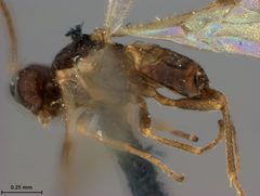 Mirax grapholithae by the Smithsonian. Used under a CC0 license.