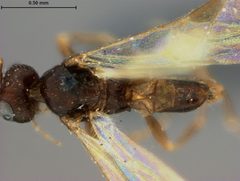 Mirax grapholithae by the Smithsonian. Used under a CC0 license.