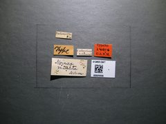 Mirax minuta by the Smithsonian. Used under a CC0 license.