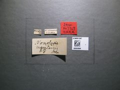 Monolexis manilensis by the Smithsonian. Used under a CC0 license.
