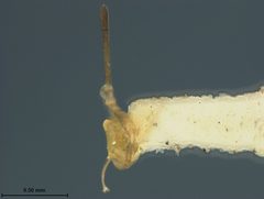Monolexis manilensis by the Smithsonian. Used under a CC0 license.