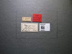 Myosoma pilosipes by the Smithsonian. Used under a CC0 license.