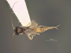 Neoneurus diabolicus by the Smithsonian. Used under a CC0 license.